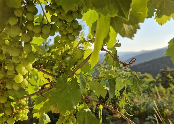 леска Kemp Leska